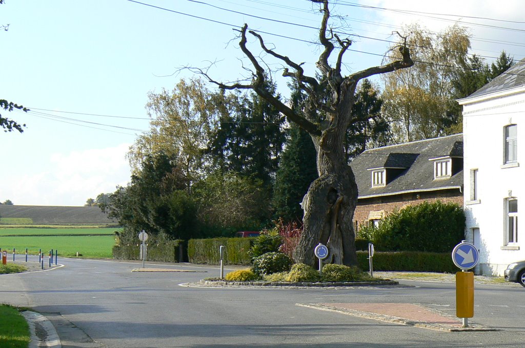 le chêne Saint-Hubert, à Floriffoux (Floreffe)